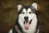 O Malamute do Alasca tem os olhos mais escuros e uma personalidade tranquila e obediente