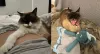Grávida pode ter gato, e a Gabi está recebendo todo o amor do mundo dos seus bigodudos