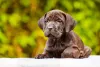 Cane Corso vermelho filhote
