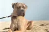 O Cane Corso marrom deitado