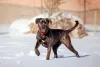 Cane Corso na neve