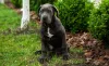 Cane Corso sentado na grama