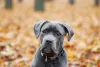 Cane Corso cinza olhando para frente
