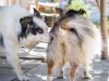 O tumor venéreo transmissível em cães também pode ser disseminado ao lamber ou cheirar um cãozinho infectado