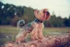 Raça de cachorro pequeno: o Yorkshire representa bem essa categoria e é bem peludo