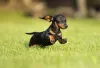 O Dachshund é outro cachorro pequeno, mas com orelhas longas e baixas