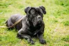 Raças de cachorro grande: Cane Corso adora brincar e precisa de uma rotina com diferentes atividades