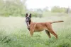 O Pastor Belga Malinois é um dos mais populares da raça