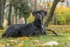 O Cane Corso é uma raça de cachorro gigante, com pelos curtos e lisos