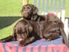 O hotel pet friendly precisa dispor de uma estrutura para acolher os animais hospedados