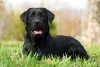 O Labrador preto sempre terá a pelagem de uma cor só, sem variações