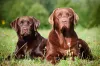 O Labrador Marrom pode ter variações mais claras ou mais escuras