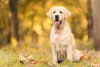 O Labrador Caramelo é um dos mais famosos