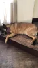 Bella é uma Pastor Malinois que mesmo tendo um pouco de medo de pessoas continua com seu instinto protetor