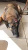 A Pastor Belga Malinois Bella gosta de ficar na curva da escada, onde consegue vigiar a entrada e os fundos da casa