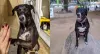 O cachorro vira-lata preto tem um jeitinho muito especial