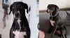 Vira-lata preto: esses cães são dóceis e muito amigáveis
