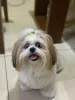 A Shih Tzu Milla tem uma personalidade amigável e calma