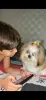 Thiago e sua Shih Tzu Milla fazem tudo juntos