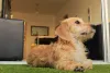 Vira-lata peludo: a Paçoca é bem peludinha e muito fofa