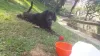 O cachorro vira-lata preto, como o Alfredo, encanta qualquer pessoa