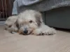 O vira-lata peludo sempre é muito charmoso, que nem a Brisa