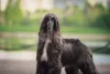 Charmoso, o Afghan Hound preto é um dos mais queridinhos