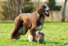 O cachorro Afghan Hound com pelos avermelhados também é um charme