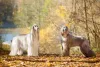 O Afghan Hound precisa ser socializado desde cedo