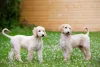 O Afghan Hound filhote demanda várias responsabilidades