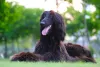 O cão Afegão pode desenvolver problemas como a displasia coxofemoral