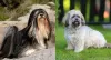 O Lhasa Apso fica fofo de qualquer jeito, né? Com ou sem tosa!