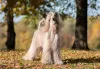Galgo Afegão: uma dieta balanceada faz toda a diferença na vida do doguinho