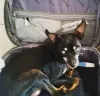 Fred superou as expectativas de quantos anos vive um cachorro Pinscher, atingindo 24 anos e sendo considerado o cão mais velho do Brasil