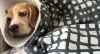 Por que cachorro lambe a pata? O Bruce faz uso de medicamentos para evitar a lambedura.