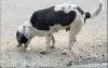 O cachorro vomitando amarelo é o mais comum