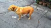 O vômito verde de cachorro adquire essa cor porque tem maior concentração de bile