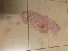 O cachorro vomitando sangue é super preocupante e precisa de avaliação profissional