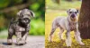 Não é que o Schnauzer realmente fica parecendo um carneirinho com essa tosa?