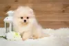O Spitz Alemão é uma fofura e pode ser encontrado em canil de cachorro pequeno