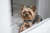 Não é à toa que o Yorkshire é um dos preferidos na hora de comprar um cachorro: olha essa fofura!