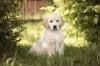 A compra de cachorros de raça Golden Retriever garante muita diversão e companhia ao tutor