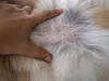 O cachorro com fungo pode apresentar diferentes sintomas
