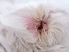 O fungo em cães pode acometer diferentes regiões do corpo do animal, como o ouvido