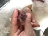 Os fungos na pata do cachorro precisam de atenção e tratamento adequado