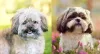 Shih tzu tosado: a tosa bebê (direita) é uma boa opção para os períodos de calor
