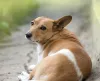 O Vira-Lata caramelo é um clássico brasileiro que sempre sai bem em qualquer foto de cachorro