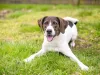 As fotos de cachorro Vira-Lata sempre mostram o lado brincalhão da raça