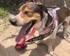 O Zizinho é o Vira-Lata do Leonardo Campos e tá sempre animado e pronto para uma foto de cachorro