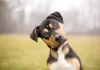 Fotos de cachorro vira-lata mostram como a raça é diversa e pode ter as mais diversas cores